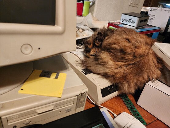 A brown cat sleeping on a dot matrix printer
