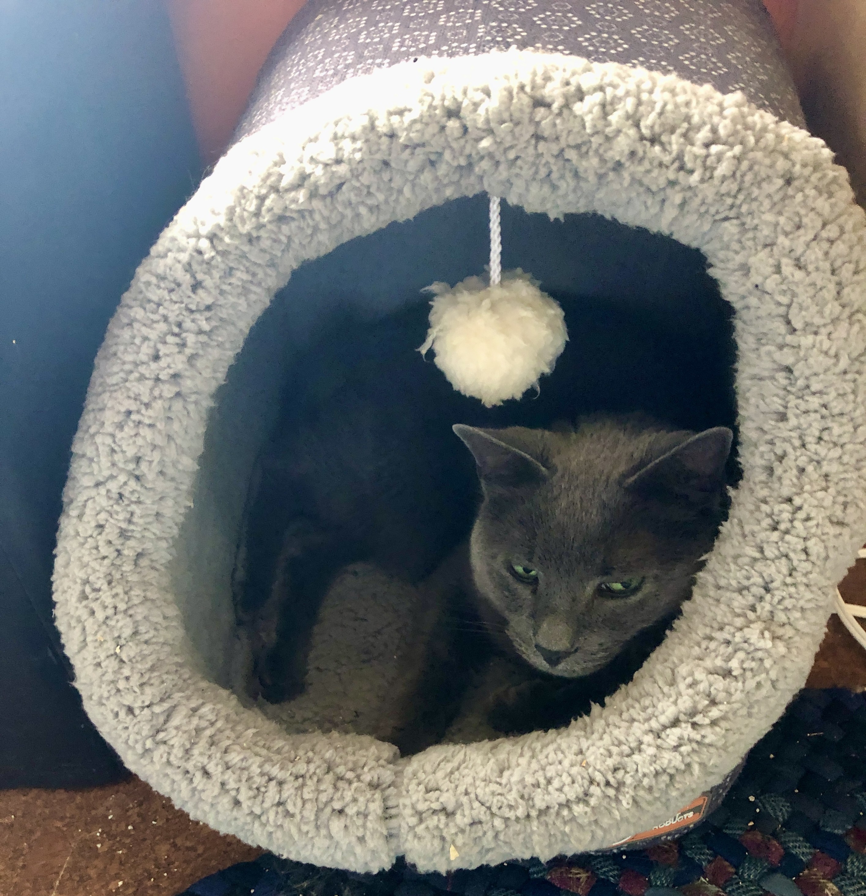 Gray cat curled up in a comfy fabric cat cave, looking out at the world