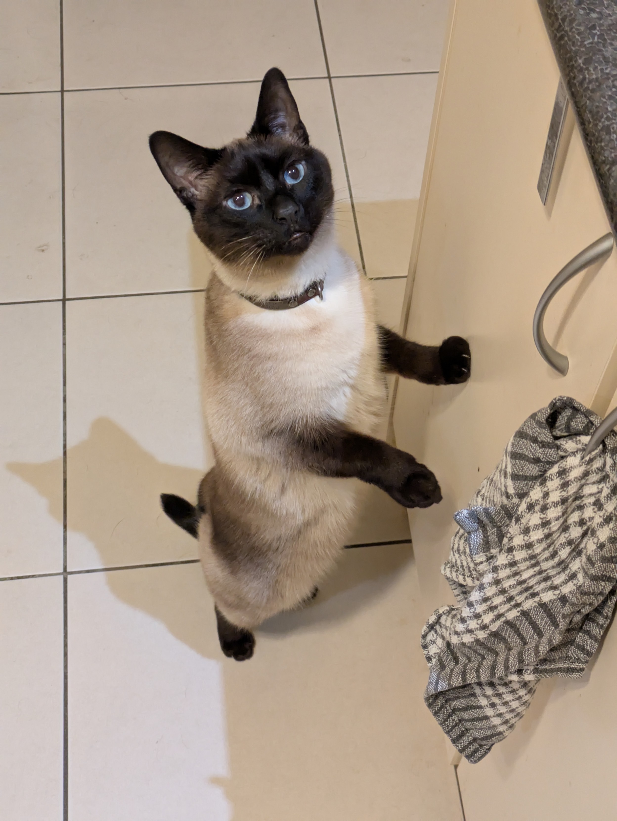 A Siamese cat stands up on her hind legs, one paw braced against a kitchen cabinet, staring very intently and intensely at some food just out of view/reach.