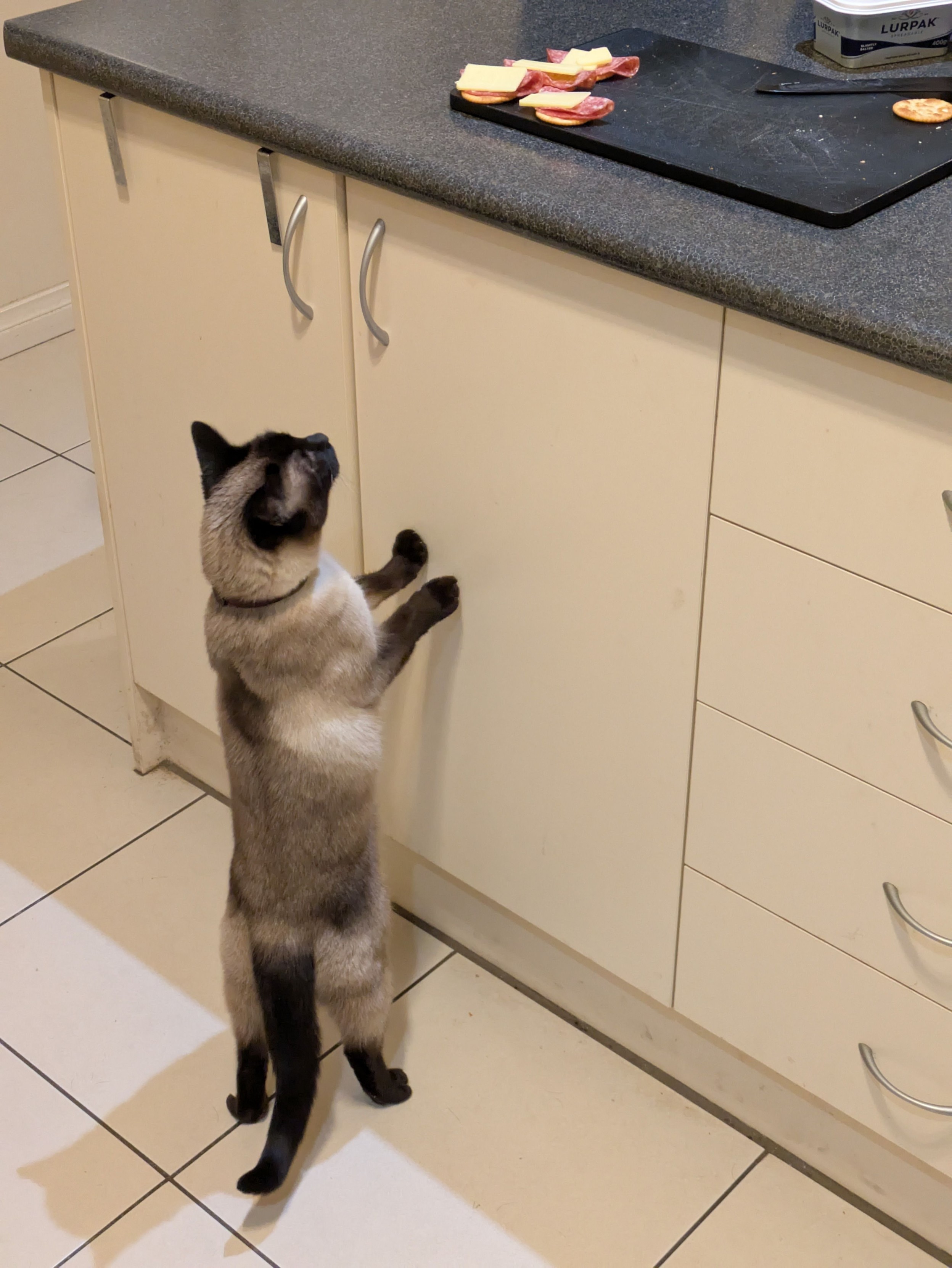 A photo of a small Siamese cat standing up on her hind legs, leaning against a kitchen cabinet. On the bench above is a small number of crackers topped with cheese and salami.