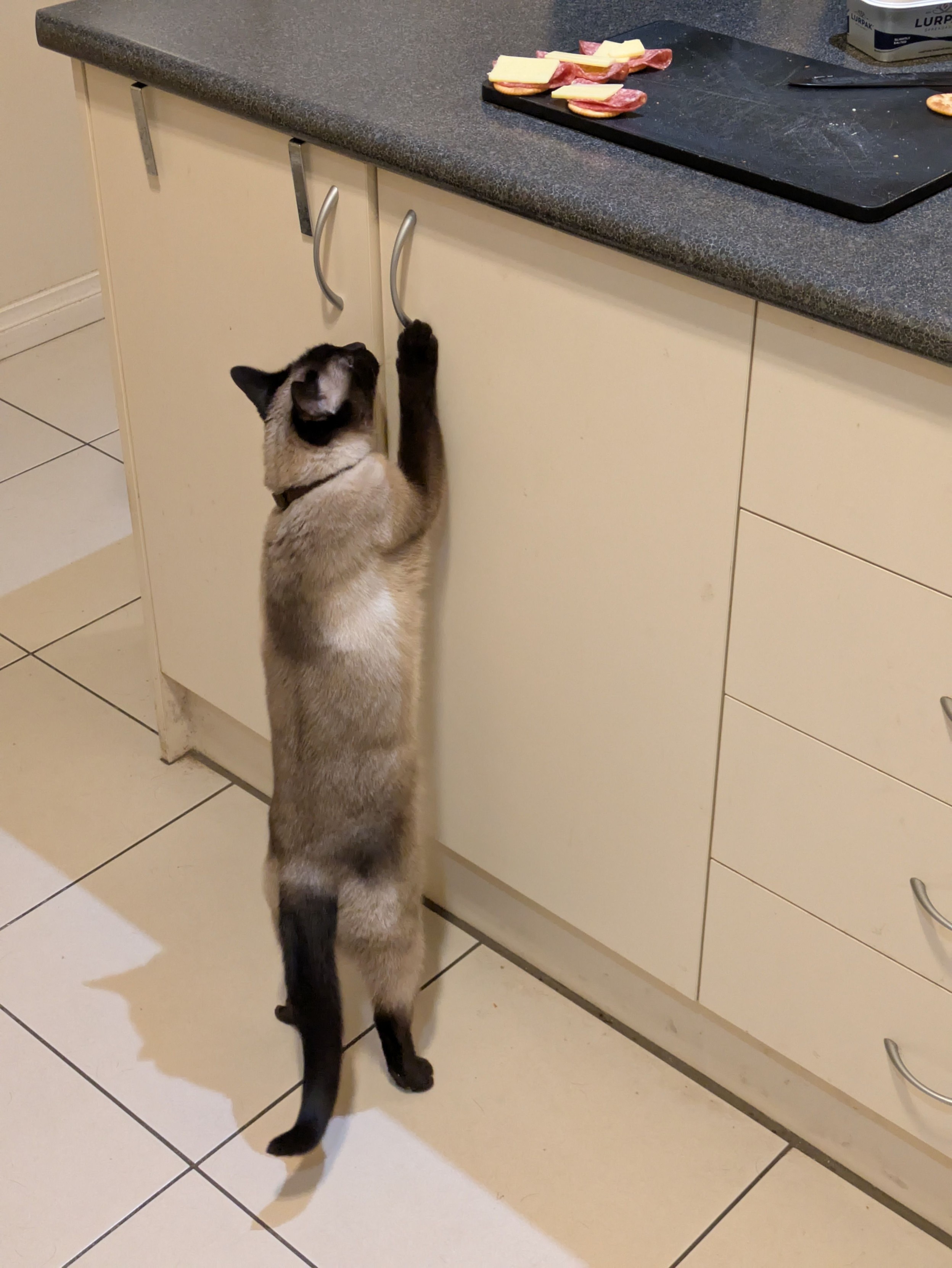 A photo of the same cat now stretching up as high as she can with one paw, as if to reach the cheese.