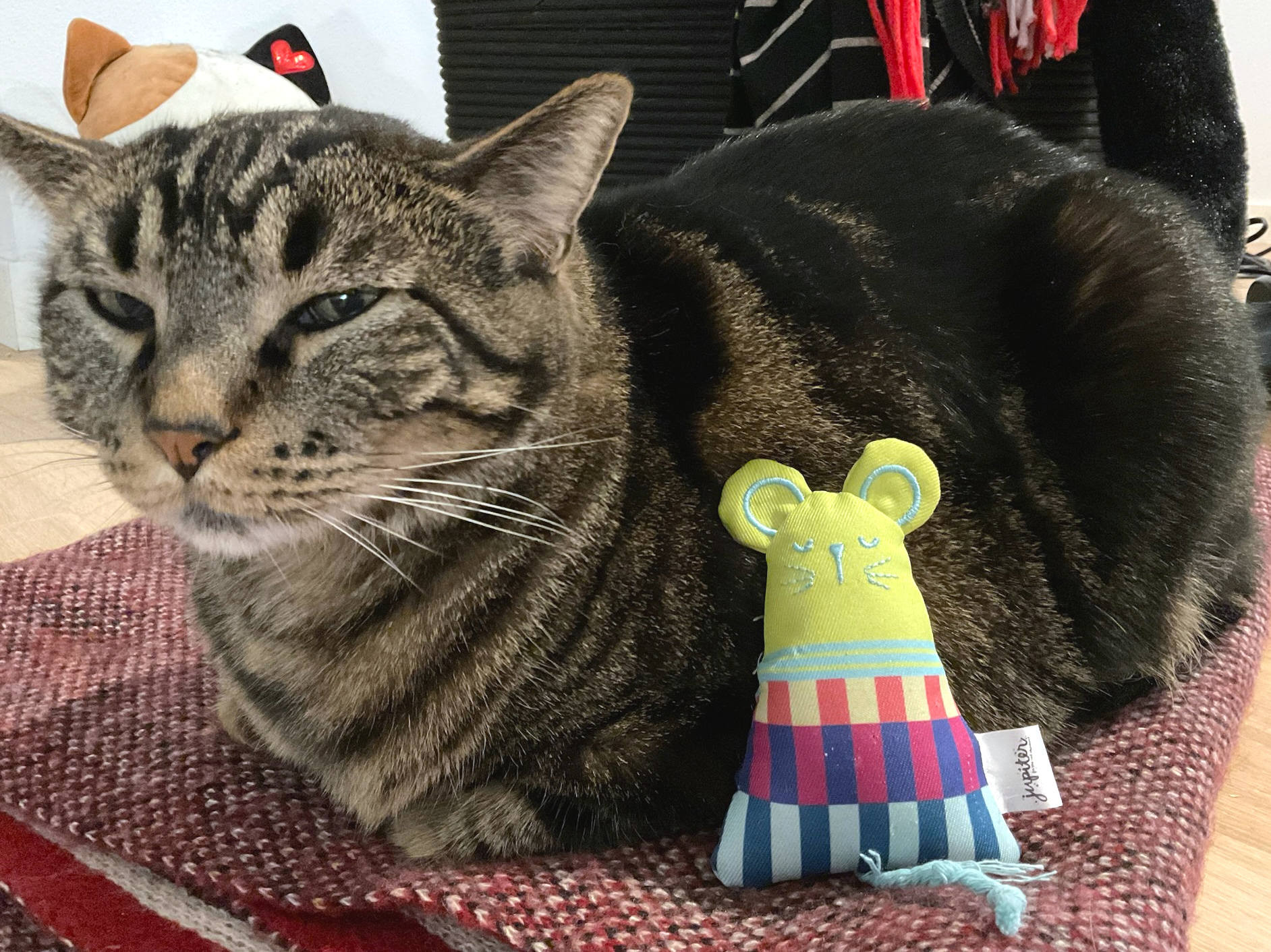 its babka, with his ears slightly lowered after having just been pet. his friend mousu-kun (phonetic like it was japanese katakana). is resting against him.