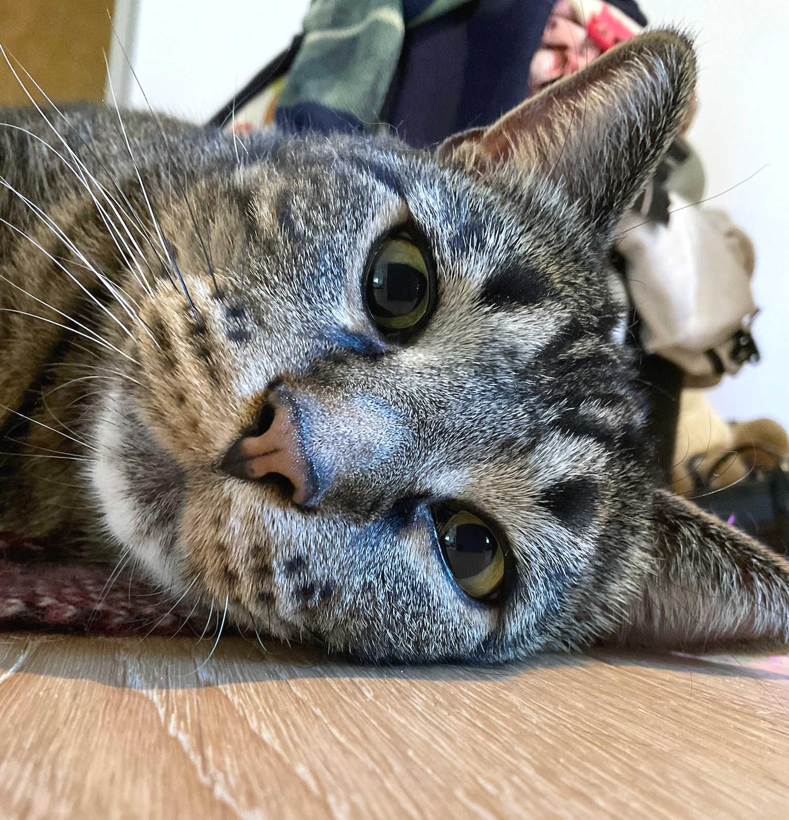 a closeup of babkas face, hes laying down sideways, with slightly enlarged pupils ready to lazily attack whatever is moving in front of him. his whiskers on the left side are tucked neatly, while the other side are kinda poofed out. his big pink nose is front and center, dont you just wanna boop it.
